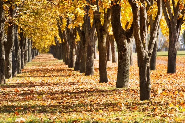 Vicolo autunno — Foto Stock