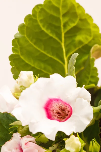 Viola blommor — Stockfoto