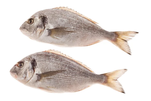 Dorado ryby izolované na bílém pozadí — Stock fotografie