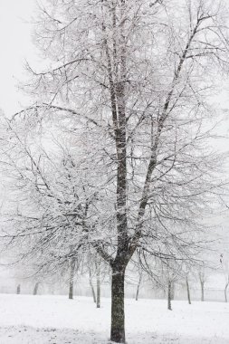 Kar altında kış parkı