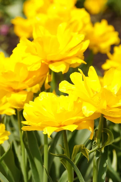 Field of tulips — Stock Photo, Image