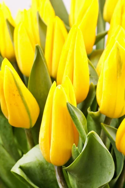Belles tulipes jaunes — Photo