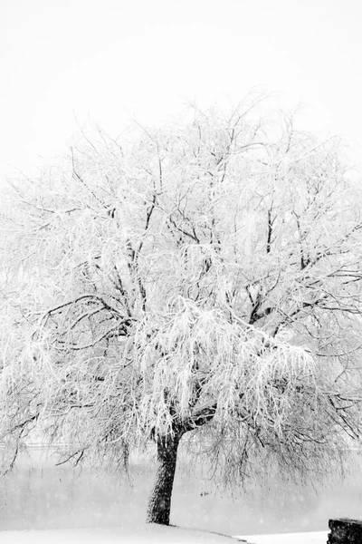 Parque de inverno na neve — Fotografia de Stock