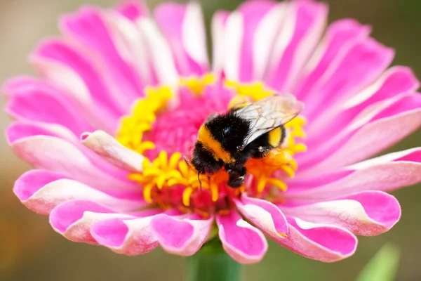 Bela zinnia — Fotografia de Stock