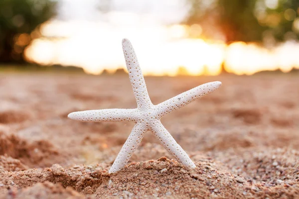 Belle étoile de mer sur sable — Photo