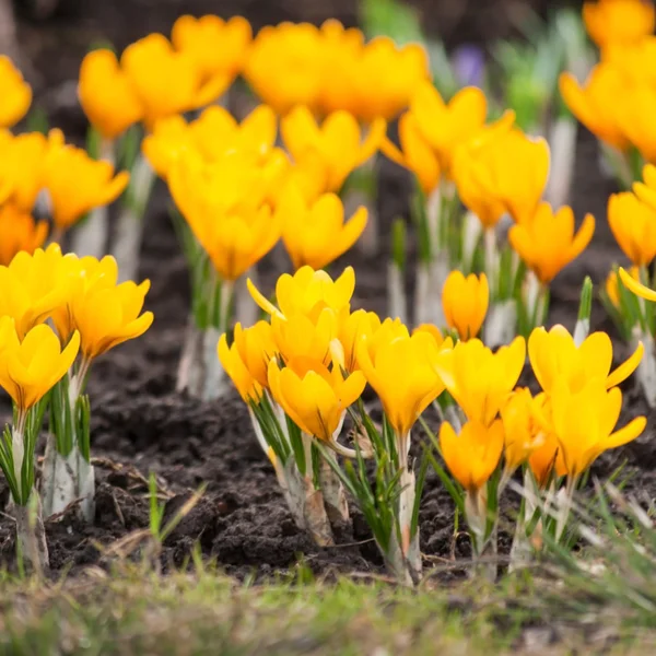 Spring flowers — Stock Photo, Image