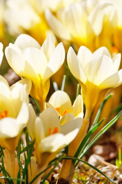 Beautiful Spring Flowers — Stock Photo, Image