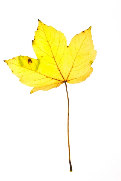 Autumn leaf — Stock Photo, Image