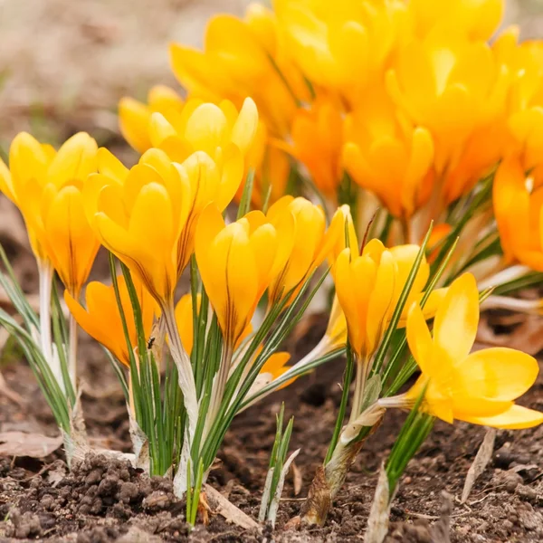 Spring flowers — Stock Photo, Image