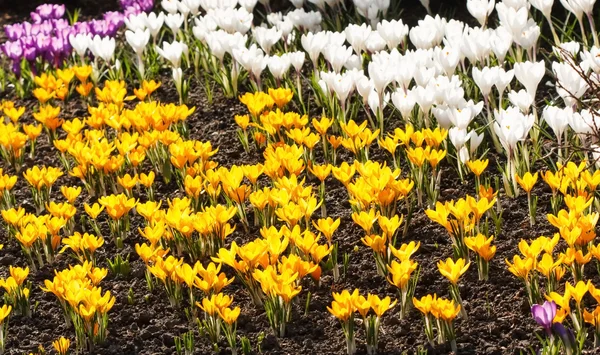 春の花 — ストック写真