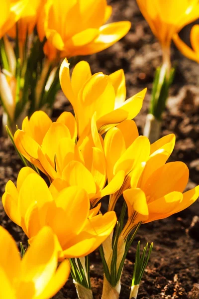 Jarní květiny — Stock fotografie