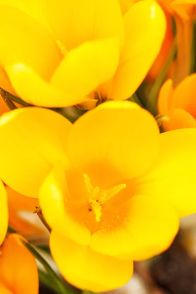 Voorjaarsbloemen — Stockfoto