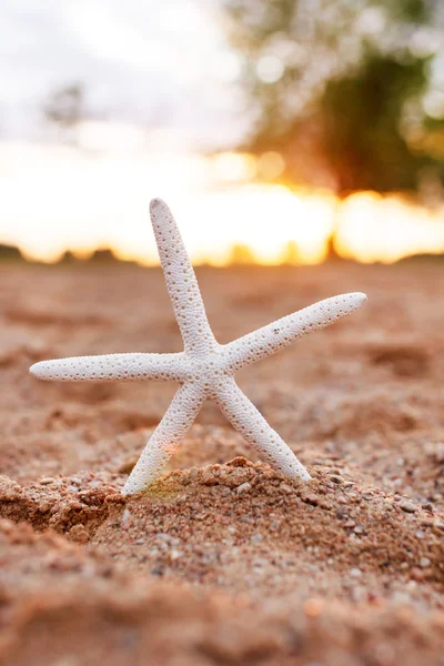 Belle étoile de mer sur sable — Photo