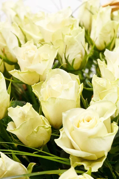 Witte rozen — Stockfoto