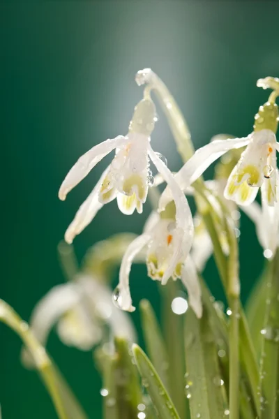 Flores de gota de neve — Fotografia de Stock