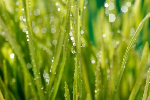 Gras mit Wassertropfen — Stockfoto