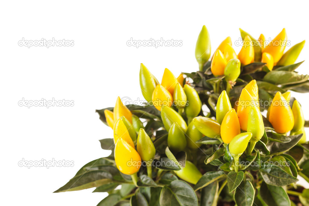 Small yellow peppers — Stock Photo © Shebeko 15694423