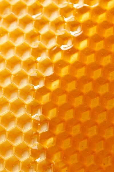 Miel fresca en panal — Foto de Stock