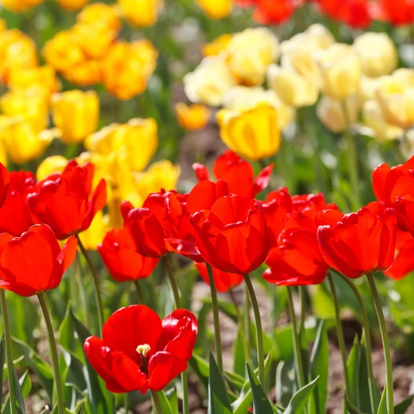 Beautiful tulips — Stock Photo, Image