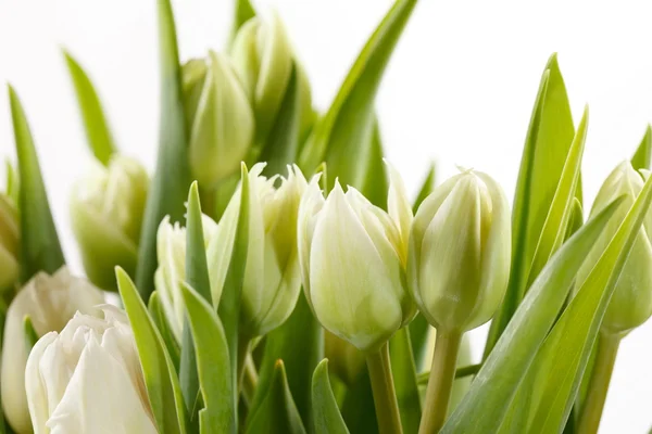 Bonitos tulipanes — Foto de Stock