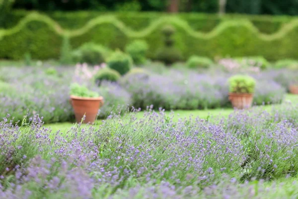 Campo di lavanda — Foto Stock