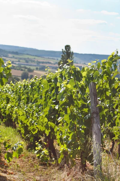 Bellissimo paesaggio della vigna — Foto Stock