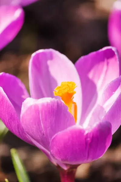 Voorjaarsbloemen — Stockfoto