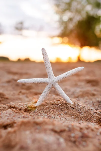 Belle étoile de mer sur sable — Photo