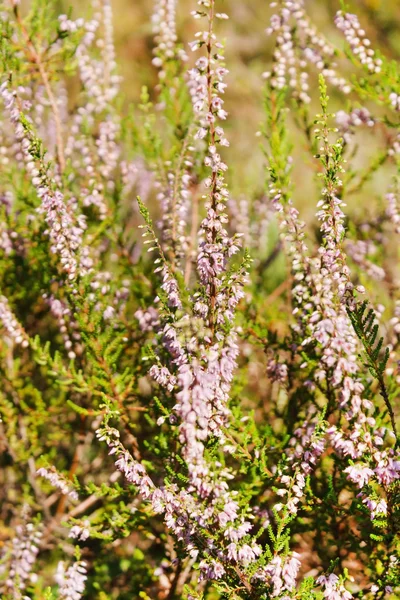 Pole Heather — Stock fotografie