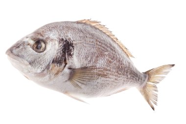 Dorado balığı beyaz arka planda izole edilmiş