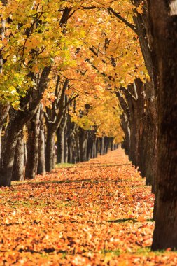 Autumn alley