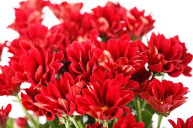 kasımpatı çiçekleri