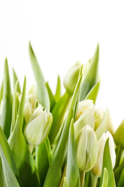 Pěkný tulipány — Stock fotografie