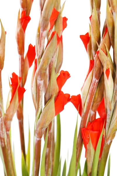 Gladiolus på vita — Stockfoto