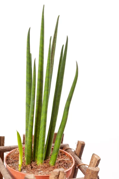 바구니에 식물 — 스톡 사진