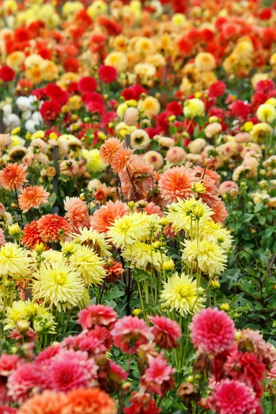 Close-up van kleurrijke Dahlia 's — Stockfoto