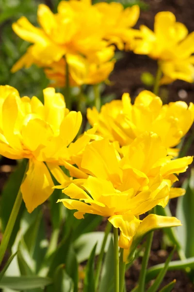 Field of tulips — Stock Photo, Image