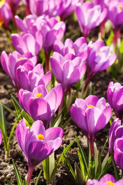 Flores de primavera — Fotografia de Stock