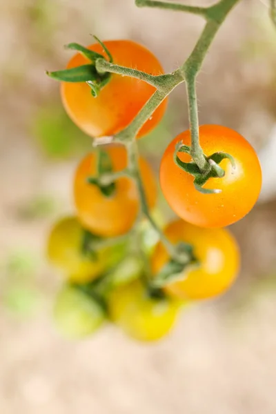 Garden tomatoes — Stock Photo, Image