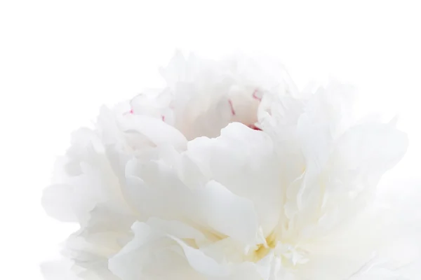 白牡丹 — 图库照片