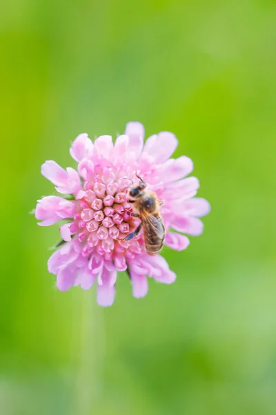 紫の花 — ストック写真