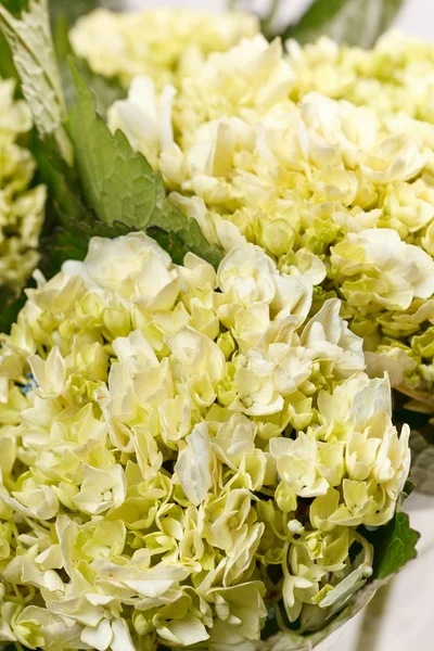 Mooi hortensia — Stockfoto