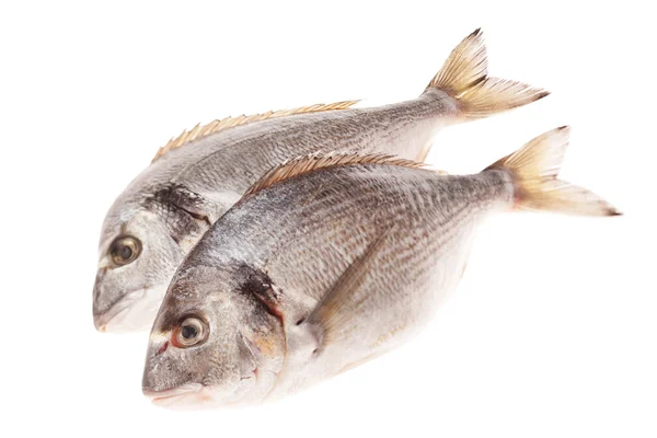 Dorado fish isolated on white background — Stock Photo, Image