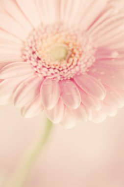 gerbera çiçek