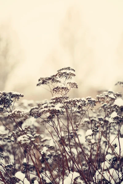 Rostlina ve sněhu — Stock fotografie