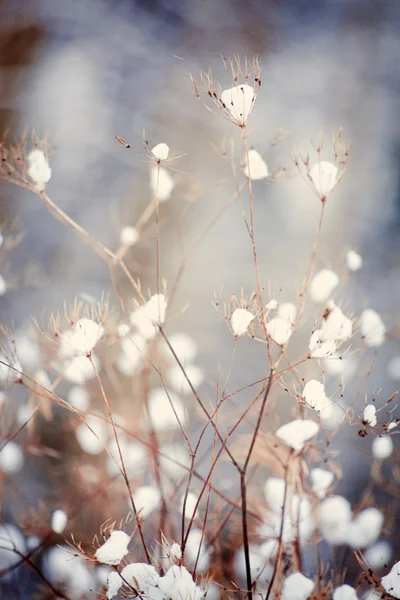 Belo inverno. — Fotografia de Stock