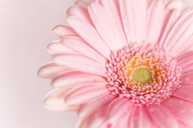 Güzel gerbera