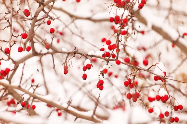 Hagtornsbär under snö — Stockfoto