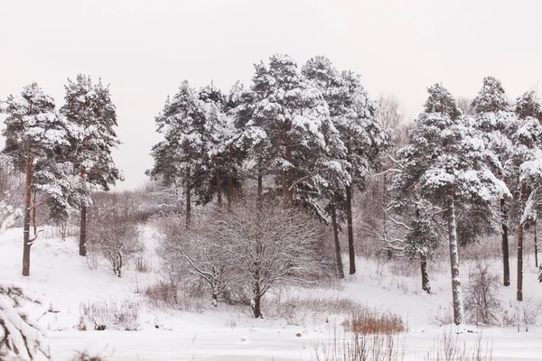 Kiva talvi. — kuvapankkivalokuva