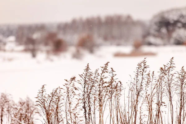 Lindo invierno —  Fotos de Stock